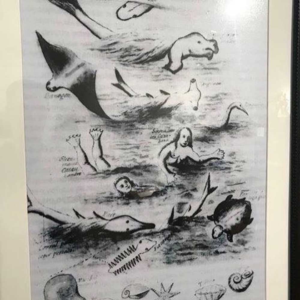 A 1668 sketch showing sea creatures. Two Kataw are featured among other animals - shark, dugong, ray, hammerhead shark, sawfish, turtle, molluscs, mother-of-pearl, and sea star. 